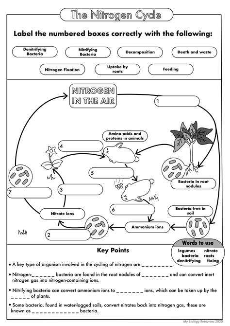 nitrogen cycle diagram worksheet answer key